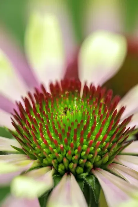 Framed Print : Coneflower Framed Print : Coneflower