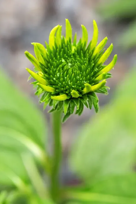 Framed Print : Coneflower starting to bloom Framed Print : Coneflower starting to bloom
