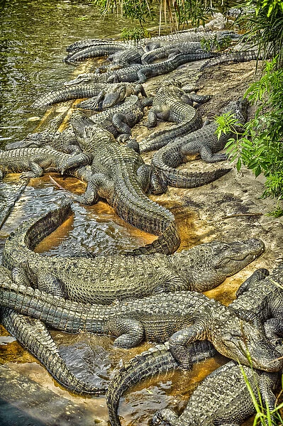 A congregation of alligators at the Alligator Farm Zoological Park, St. Augustine