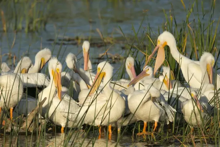 Framed Print : A congregation of White pelicans, Pelecanus erythrorhynchos, Viera Wetlands Florida