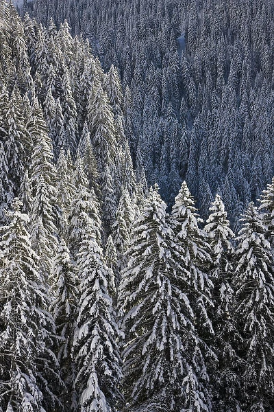 Conifer forest in fresh snow in KientalThe valley Kiental is part of the UNESO heritage
