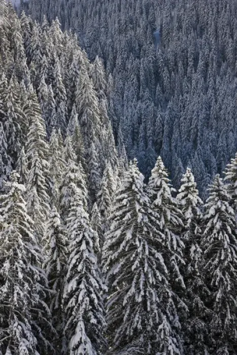Framed Print : Conifer forest in fresh snow in KientalThe valley Kiental is part of the UNESO heritage