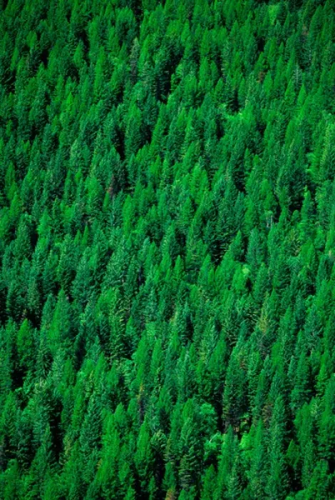 Framed Print : Conifer forest in Montana. conifer, forest, forestry, montana, lush, abundant Framed Print : Conifer forest in Montana. conifer, forest, forestry, montana, lush, abundant