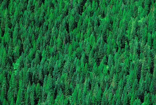 Conifer tree forest in north west Canada. conifer, tree, forest, forestry