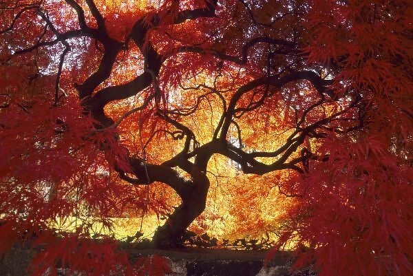 Connecticut: Darien, Japanese maple ( Acer palmatum ), October