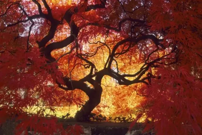 Framed Print : Connecticut: Darien, Japanese maple ( Acer palmatum ), October Framed Print : Connecticut: Darien, Japanese maple ( Acer palmatum ), October