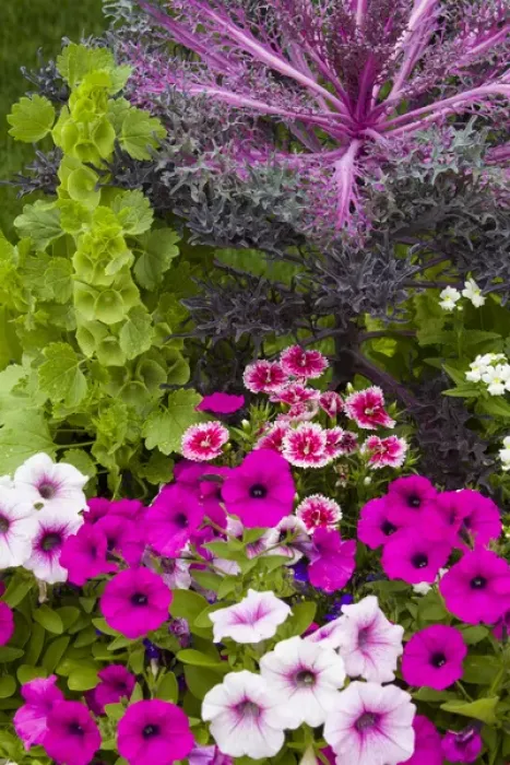 Framed Print : Container with petunias, dianthus, and lobelia, Cantigny Park at Wheaton IL Framed Print : Container with petunias, dianthus, and lobelia, Cantigny Park at Wheaton IL