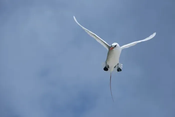 Framed Print : Cook Islands, Aitutaki, Honeymoon Island. Red-tailed tropicbird in flight Framed Print : Cook Islands, Aitutaki, Honeymoon Island. Red-tailed tropicbird in flight