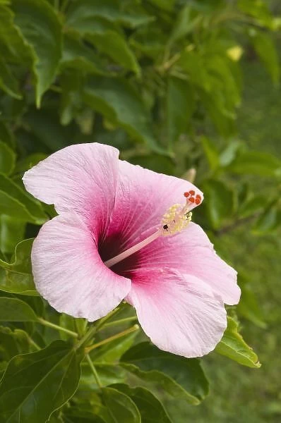 Cook Islands, Atiu. Hibiscus flower