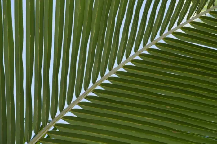 Framed Print : Cook Islands. Palmerston Island. Detail of palm tree