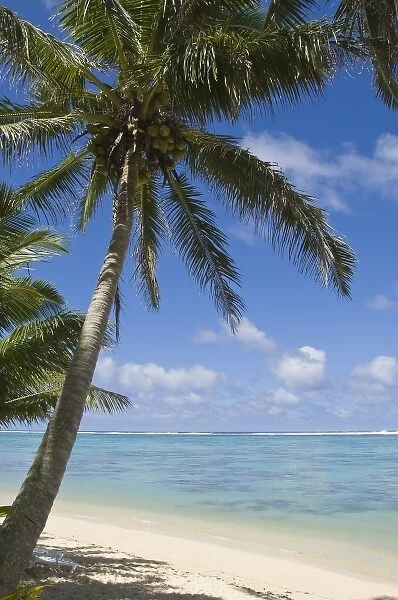 Cook Islands, Rarotonga. Palm fringed beach