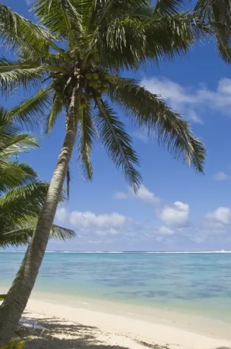 Framed Print : Cook Islands, Rarotonga. Palm fringed beach