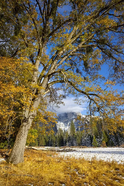 Cooks Meadow. Autumn first snow in Yosemite National Park, California, USA