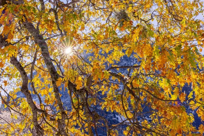 Framed Print : Cooks Meadow. Autumn first snow in Yosemite National Park, California, USA Framed Print : Cooks Meadow. Autumn first snow in Yosemite National Park, California, USA