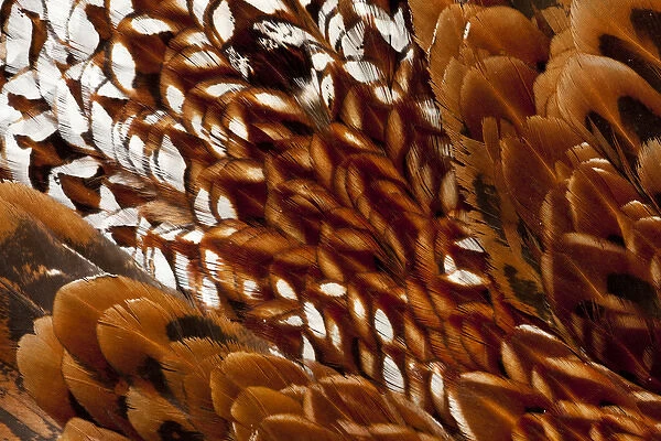Cooper Pheasant feather pattern