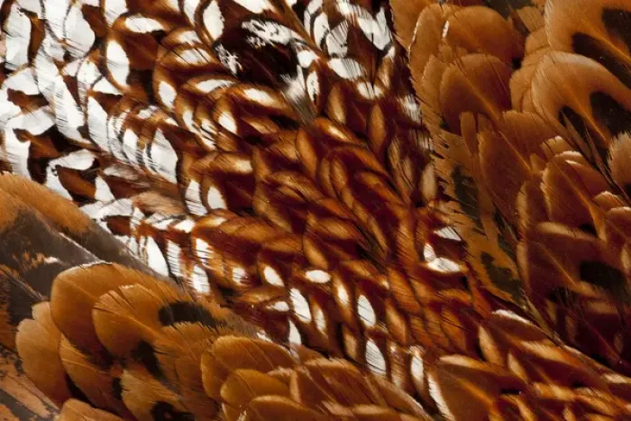 Framed Print : Cooper Pheasant feather pattern