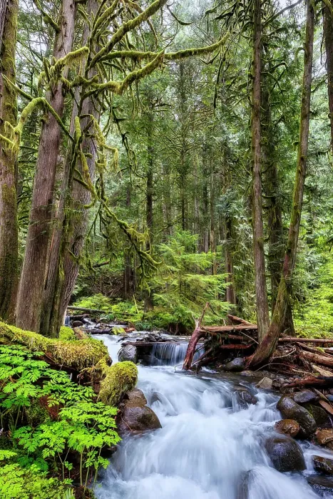 Framed Print : Copper Creek in Gifford-Pinchot National Forest Framed Print : Copper Creek in Gifford-Pinchot National Forest