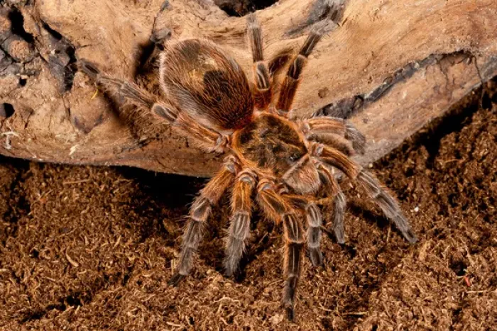 Framed Print : Copper Pink Burst Tarantula, Paraphysa scrofa Framed Print : Copper Pink Burst Tarantula, Paraphysa scrofa