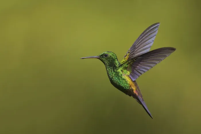 Framed Print : Copper-rumped Hummingbird Framed Print : Copper-rumped Hummingbird