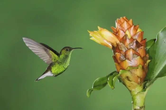 Framed Print : Coppery-headed Emerald, Elvira cupreiceps, male in flight feeding on Spiral Ginger