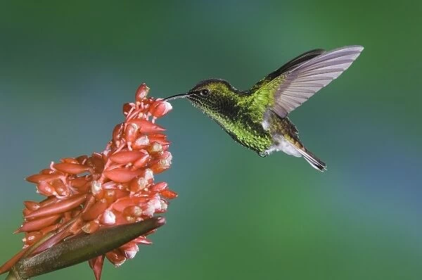 Coppery-headed Emerald, Elvira cupreiceps, male in flight on flower of the ginger family