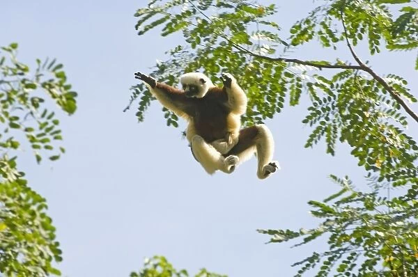 Coquerels Sifaka jumping, (Propithecus coquereli), with baby, Ampijoroa Forest
