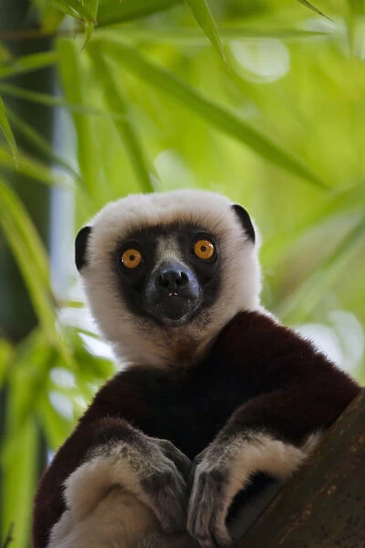 Coquerels Sifaka (Propithecus coquereli) in the bamboo forest, Perinet Reserve
