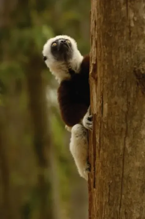 Framed Print : Coquerels sifaka (Propithecus coquereli). Ankarafantsika Strict Nature Reserve Framed Print : Coquerels sifaka (Propithecus coquereli). Ankarafantsika Strict Nature Reserve