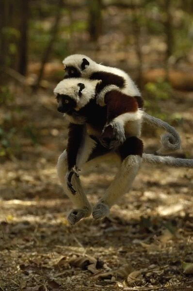 Coquerels sifaka (Propithecus coquereli) jumping across the ground. Baby on her back