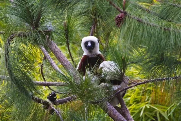 Framed Print : Coquerels Sifaka (Propithecus coquereli) in the forest, Perinet Reserve, Toamasina Framed Print : Coquerels Sifaka (Propithecus coquereli) in the forest, Perinet Reserve, Toamasina
