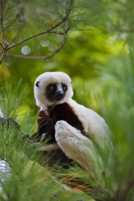 Framed Print : Coquerels Sifaka (Propithecus coquereli) in the forest, Perinet Reserve, Toamasina