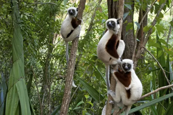 Framed Print : Coquerels sifakas, (Propithecus coquereli), Madagascar Framed Print : Coquerels sifakas, (Propithecus coquereli), Madagascar