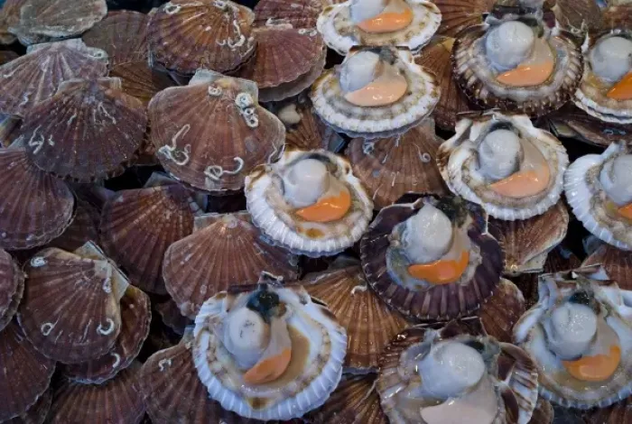 Framed Print : Coquilles St Jacques, Trouville fish market, Calvados, Basse Normandy, France Framed Print : Coquilles St Jacques, Trouville fish market, Calvados, Basse Normandy, France
