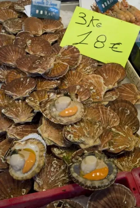 Framed Print : Coquilles St Jacques, Trouville fish market, Calvados, Basse Normandy, France Framed Print : Coquilles St Jacques, Trouville fish market, Calvados, Basse Normandy, France