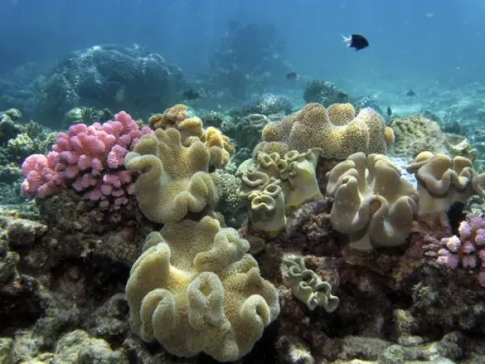 Framed Print : Coral, Agincourt Reef, Great Barrier Reef, North Queensland, Australia