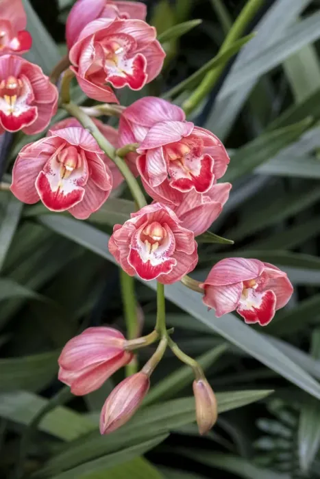 Framed Print : Coral-colored Cymbidium Orchid Framed Print : Coral-colored Cymbidium Orchid