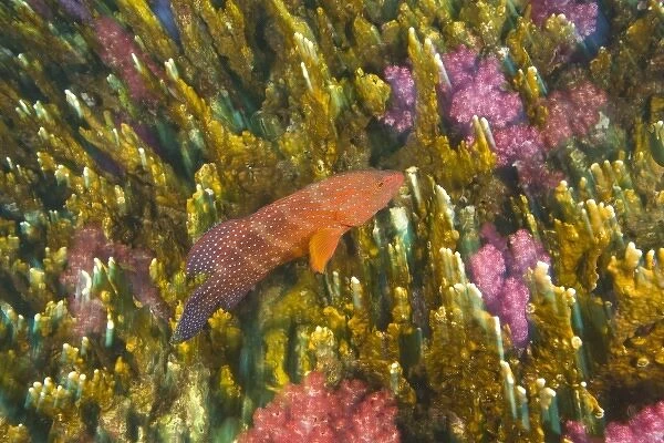 Coral Grouper (Cephalopholus miniata), Scuba diving at Richelieu Rock, Mu Koh Surin