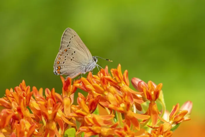 Framed Print : Coral Hairstreak on butterfly milkweed Framed Print : Coral Hairstreak on butterfly milkweed