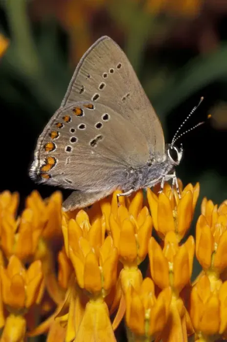Framed Print : Coral Hairstreak on milkweed flowers Framed Print : Coral Hairstreak on milkweed flowers
