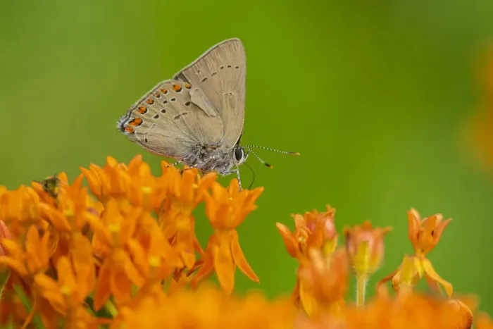 Framed Print : Coral Hairstreak (Satyrium titus) on Butterfly Milkweed (Asclepias tuberosa) Stephen A Framed Print : Coral Hairstreak (Satyrium titus) on Butterfly Milkweed (Asclepias tuberosa) Stephen A