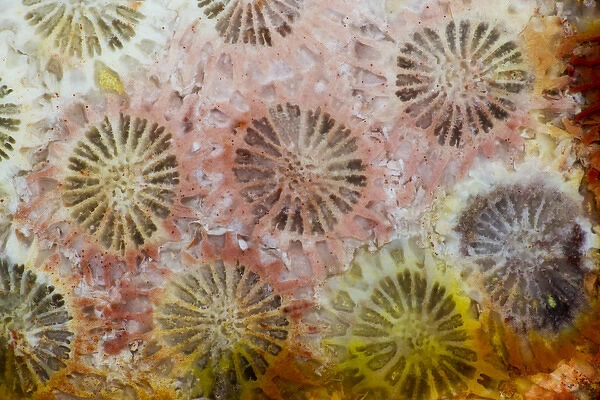 Coral, Indonesia