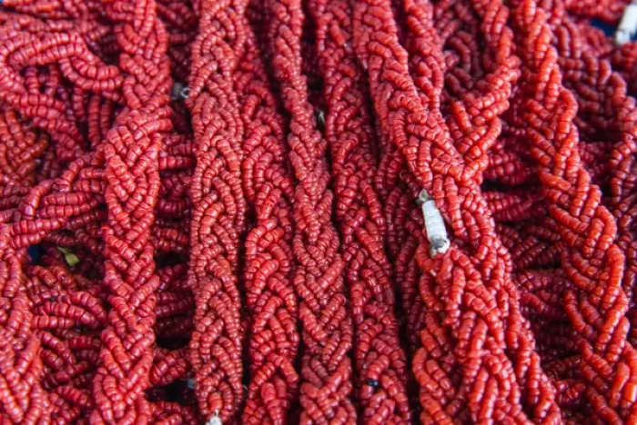Framed Print : Coral Necklaces, Tabarka, Tunisia, North Africa, Africa Framed Print : Coral Necklaces, Tabarka, Tunisia, North Africa, Africa