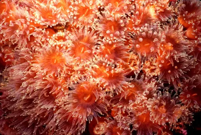 Framed Print : Coral polyps Framed Print : Coral polyps