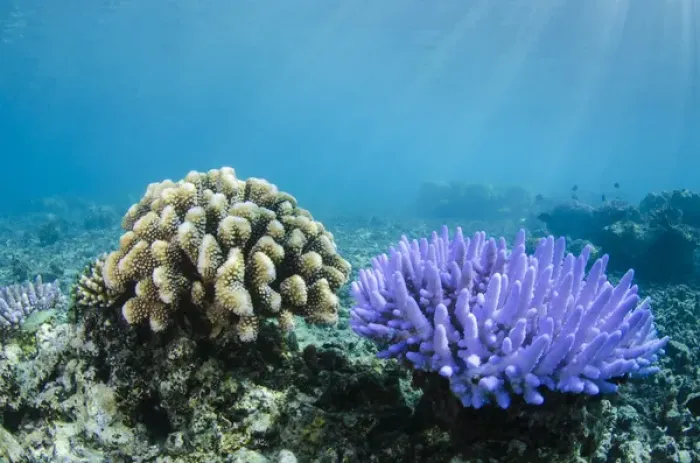 Framed Print : Coral Reef Diversity, Fiji. South Pacific Framed Print : Coral Reef Diversity, Fiji. South Pacific