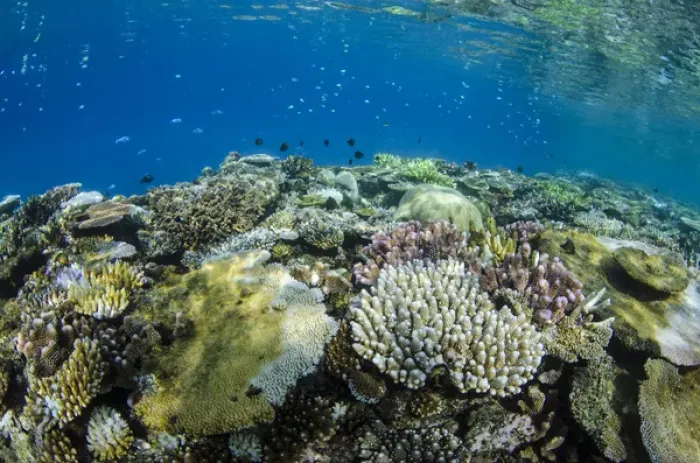 Framed Print : Coral Reef Diversity, Fiji. South Pacific Framed Print : Coral Reef Diversity, Fiji. South Pacific