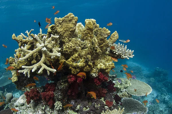 Coral Reef Diversity, Rainbow Reef, Fiji. South Pacific