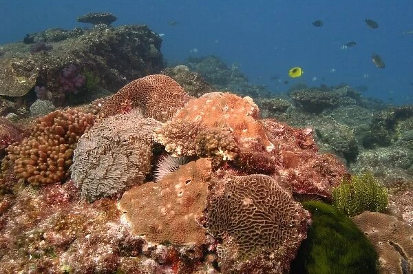 Coral reef, North Stradbroke Island, Queensland, Australia