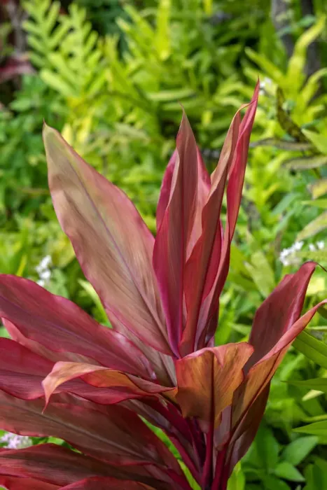 Framed Print : Cordyline fruticosa, Ti plant Framed Print : Cordyline fruticosa, Ti plant