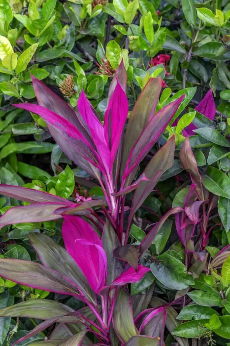 Framed Print : Cordyline fruticosa, Ti plant