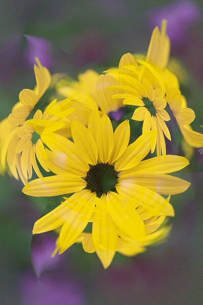 Coreopsis Flower, Louisville, Kentucky